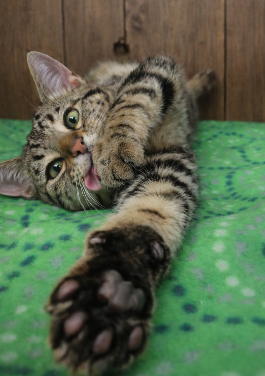 DARIUS - Domestic Short Hair / Tabby available for adoption