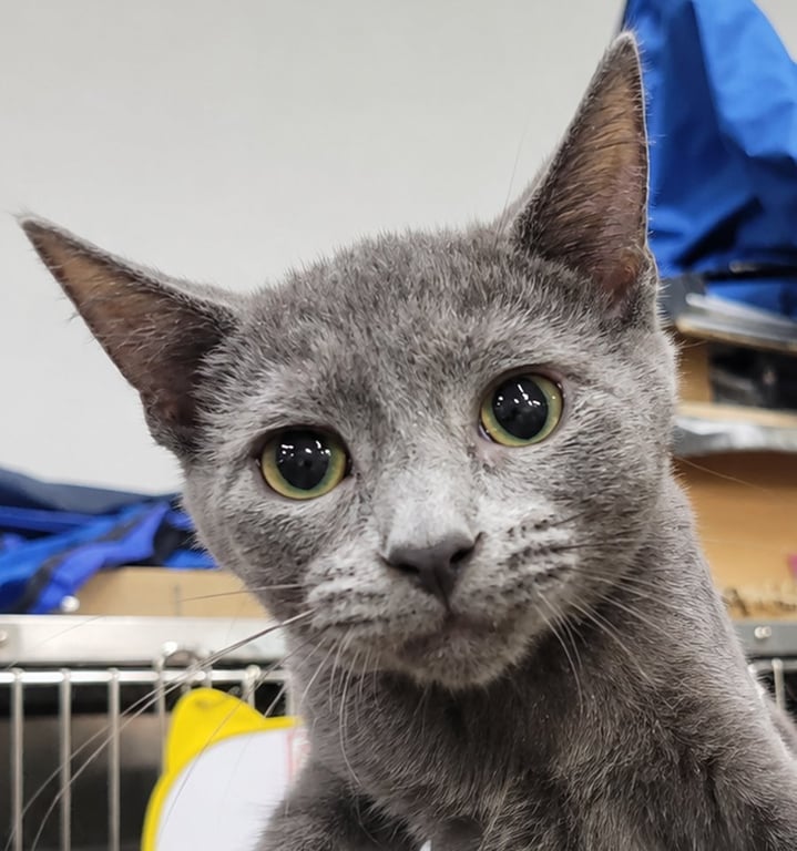 Kitten Quay Image