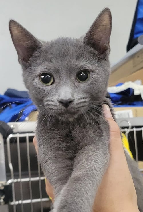 KITTEN QUAY - Domestic Short Hair available for adoption
