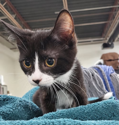 KITTEN EXCEL - Domestic Short Hair for adoption in Akron