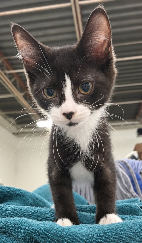 KITTEN EXCEL - Domestic Short Hair available for adoption