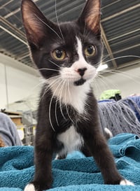 Kitten Excel - Photo 3