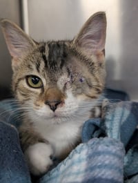 Kitten Sly - Photo 3