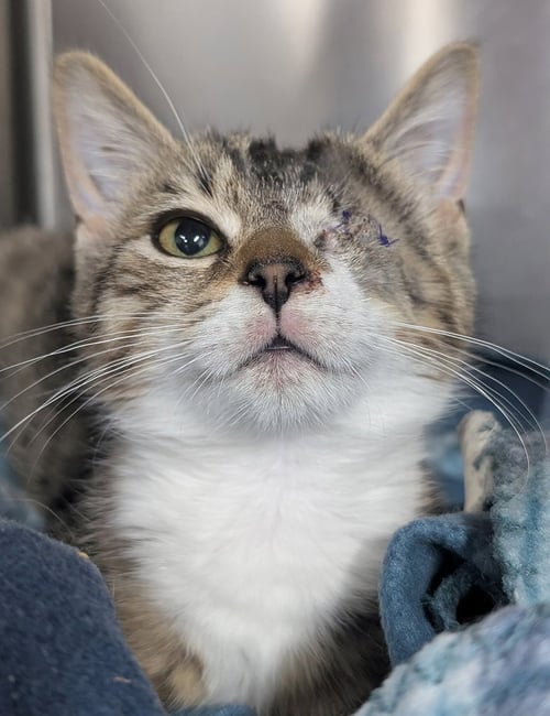 KITTEN SLY - Domestic Short Hair available for adoption