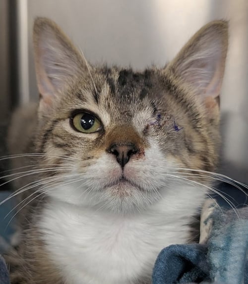 KITTEN SLY - Domestic Short Hair available for adoption