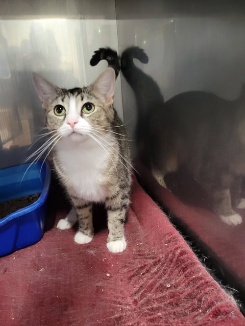 TUNDRA *SPECIAL NEEDS* - Tabby available for adoption