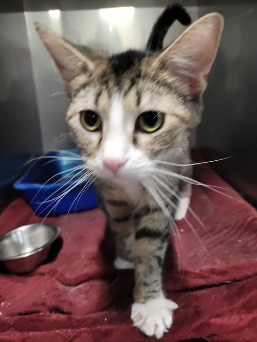 TUNDRA *SPECIAL NEEDS* - Tabby available for adoption