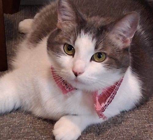 PEGGY PEACHES (HAS VIDEO!) - Domestic Short Hair available for adoption