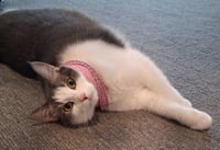 Peggy Peaches (Has video!) - Photo 3