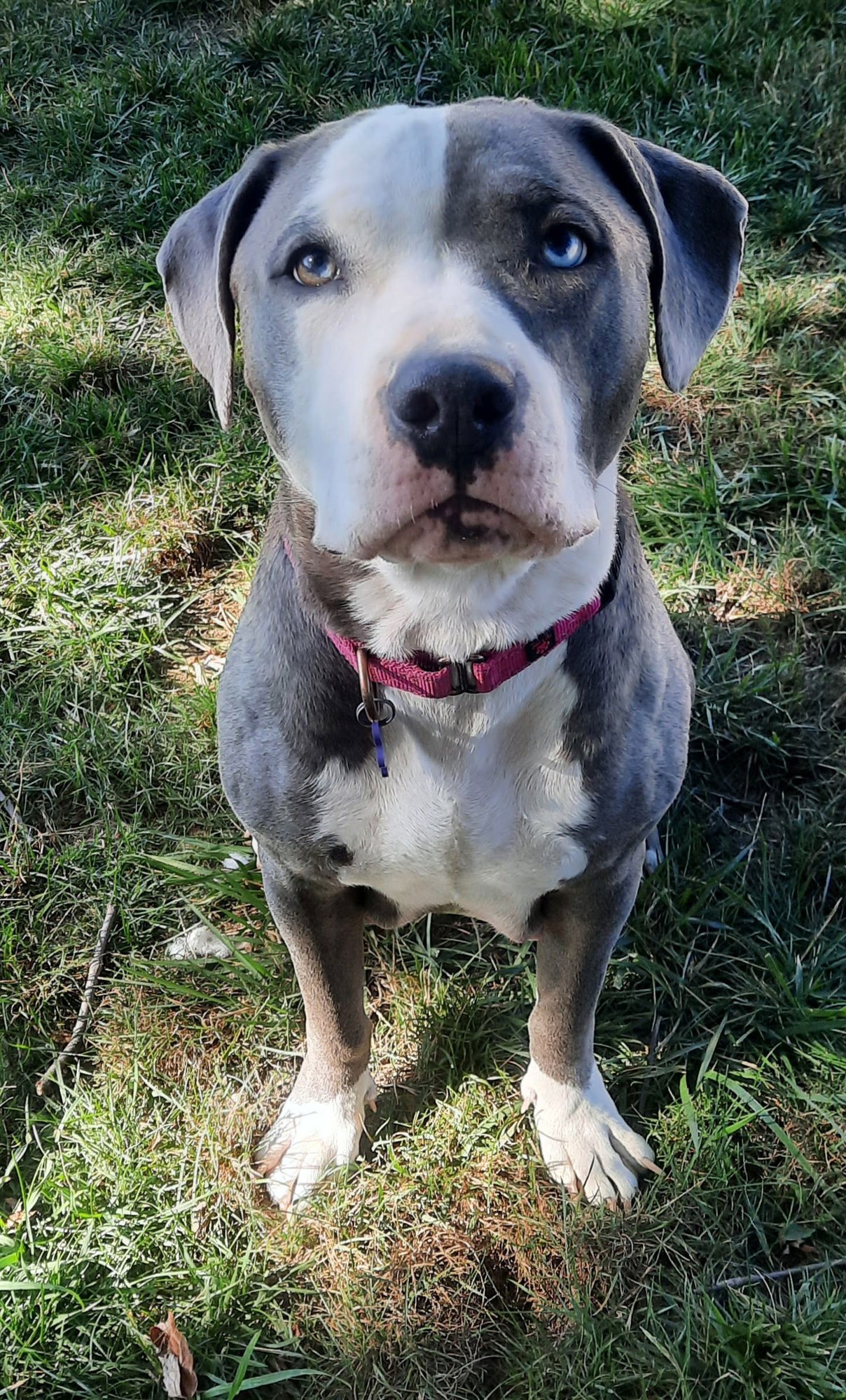 SWEET NOVA - American Pit Bull Terrier available for adoption