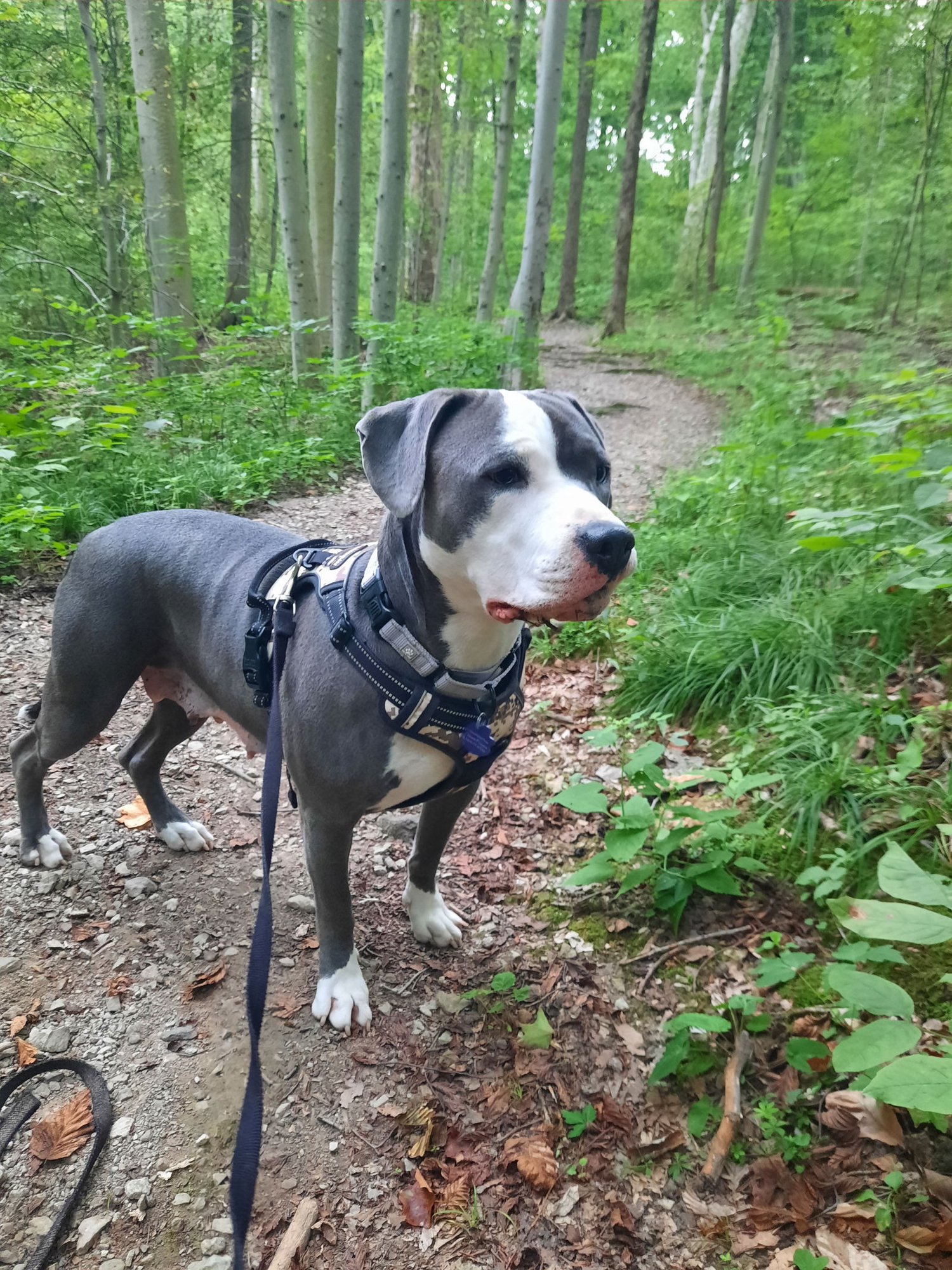 Sweet Nova - Photo 3