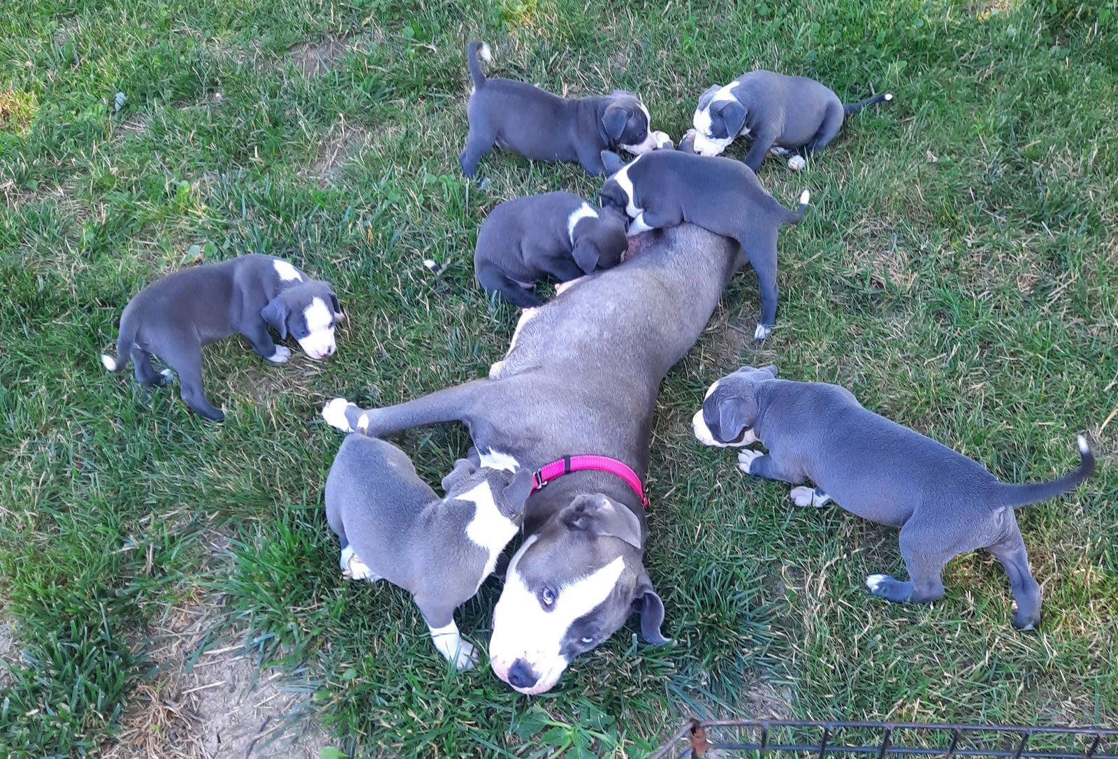 Sweet Nova - Photo 4