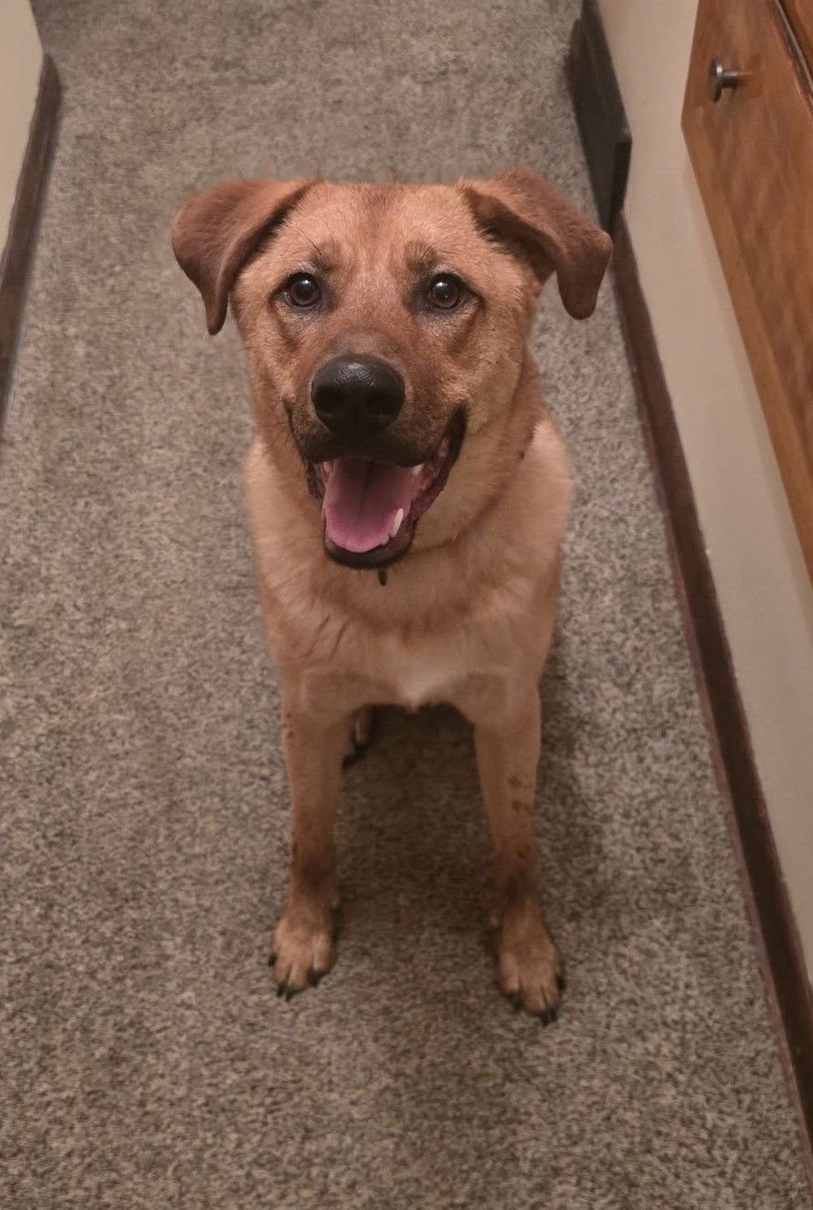 BANDIT - Labrador Retriever / Shepherd available for adoption