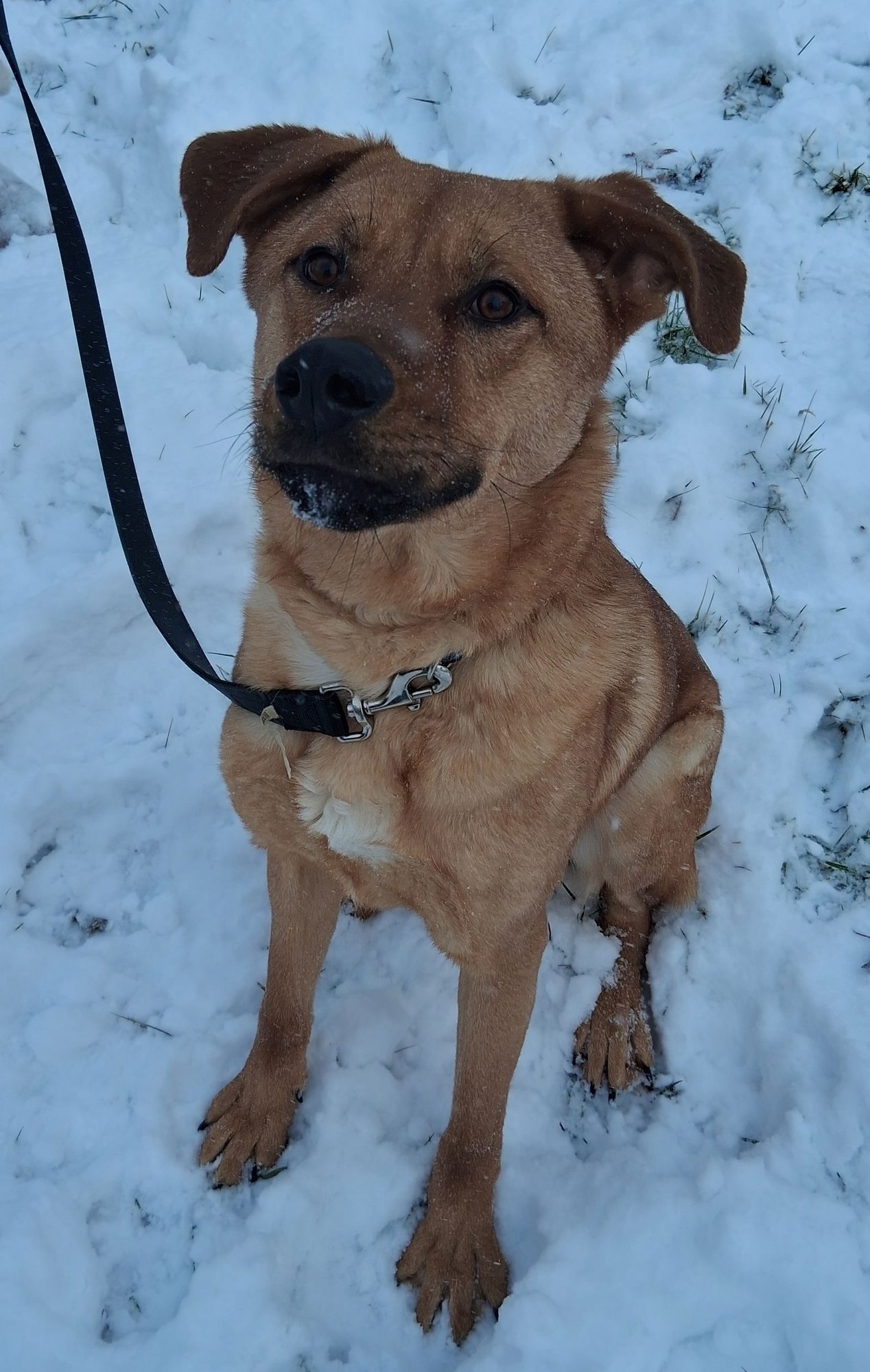 BANDIT - Labrador Retriever / Shepherd available for adoption