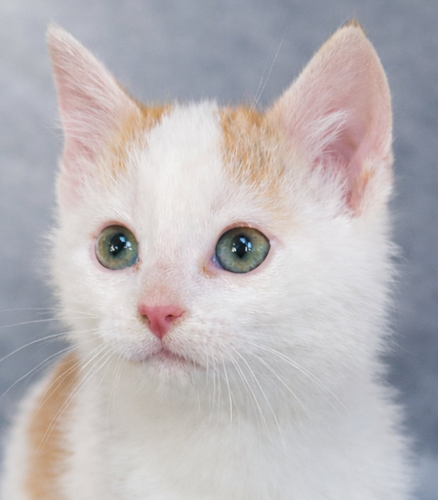 KITTEN FILBURT - Domestic Short Hair available for adoption