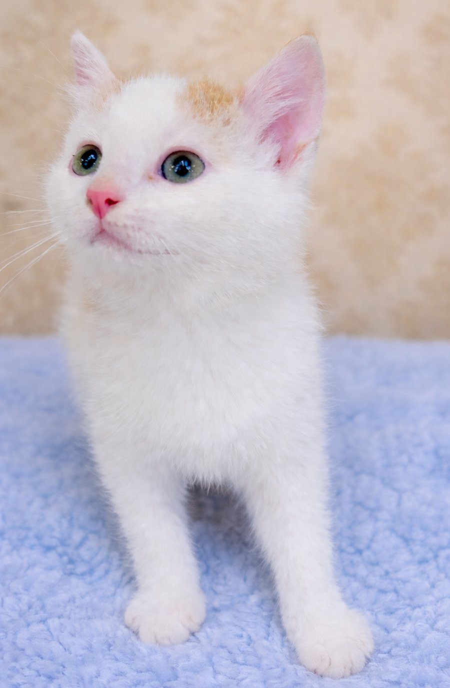 KITTEN FILBURT - Domestic Short Hair available for adoption