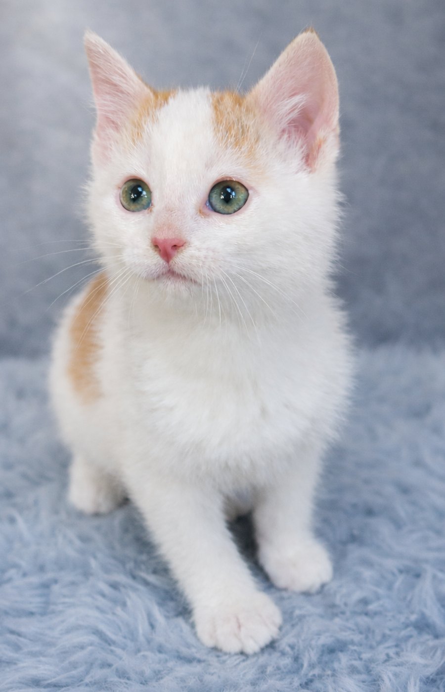 Kitten Filburt - Photo 4