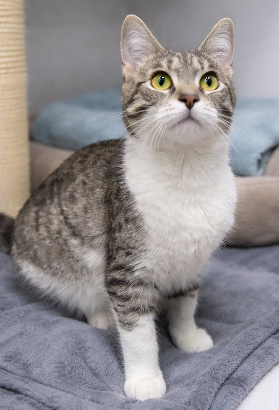 Kitten Cover Band - Photo 3