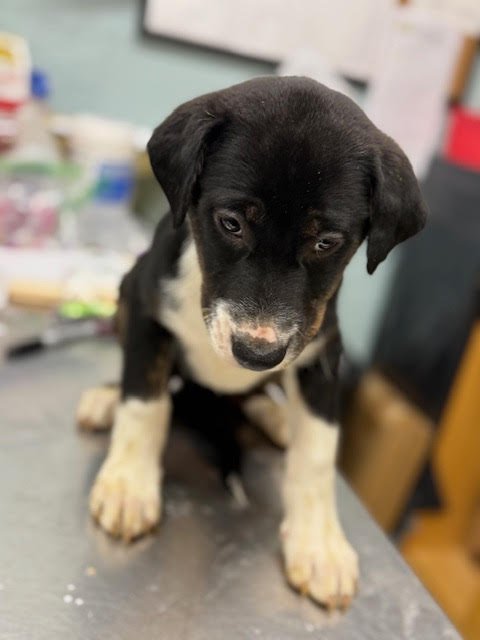 PUPPY JACOB - Australian Shepherd / Whippet available for adoption