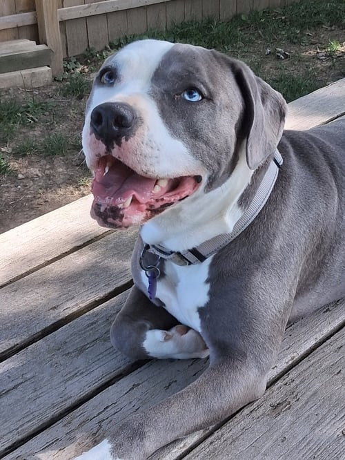 TICKLE ME NOVA - American Pit Bull Terrier for adoption in Cleveland