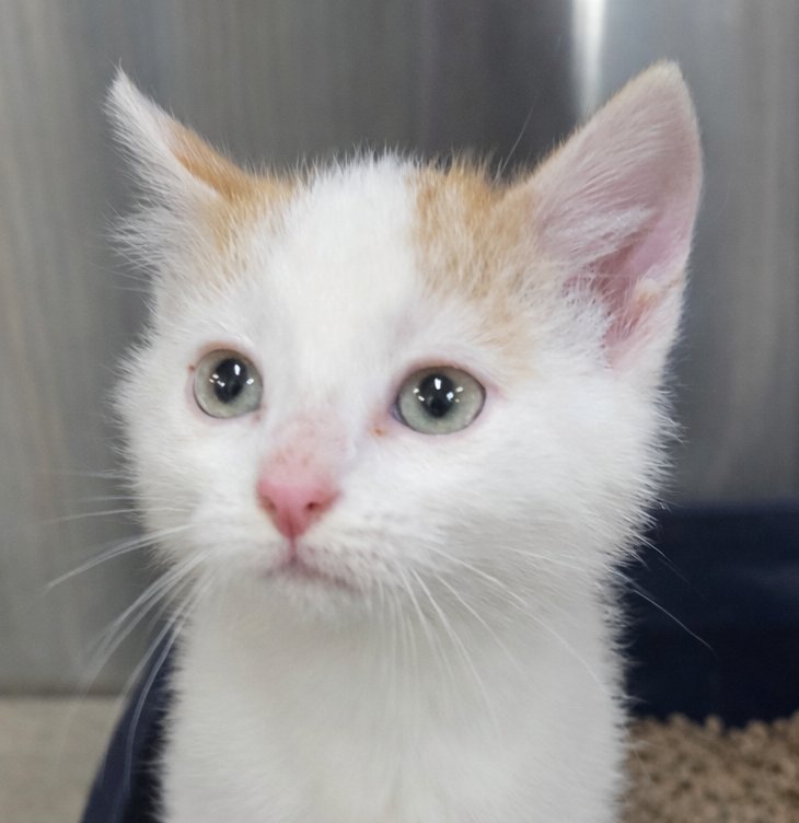 KITTEN FILBURT - Domestic Short Hair available for adoption
