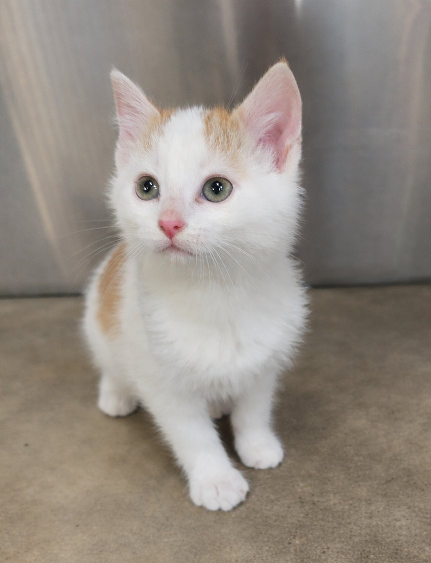 KITTEN FILBURT - Domestic Short Hair available for adoption