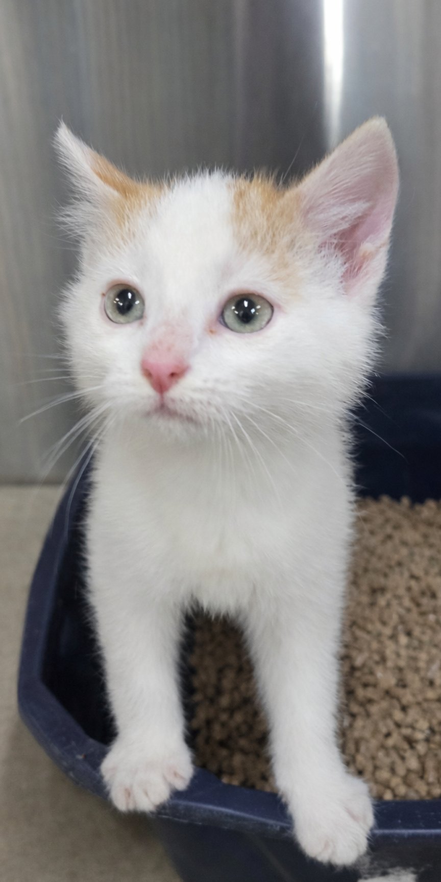 Kitten Filburt - Photo 3