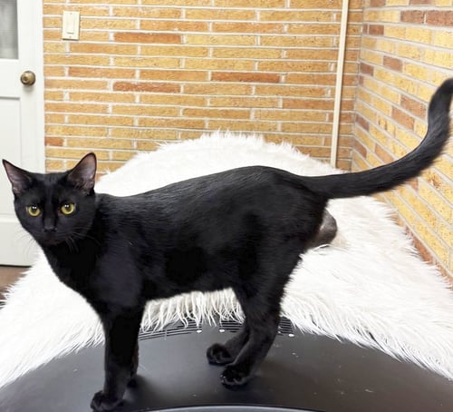 POSH SPICE - Domestic Short Hair available for adoption
