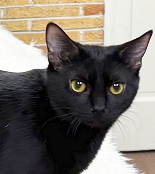 POSH SPICE - Domestic Short Hair available for adoption