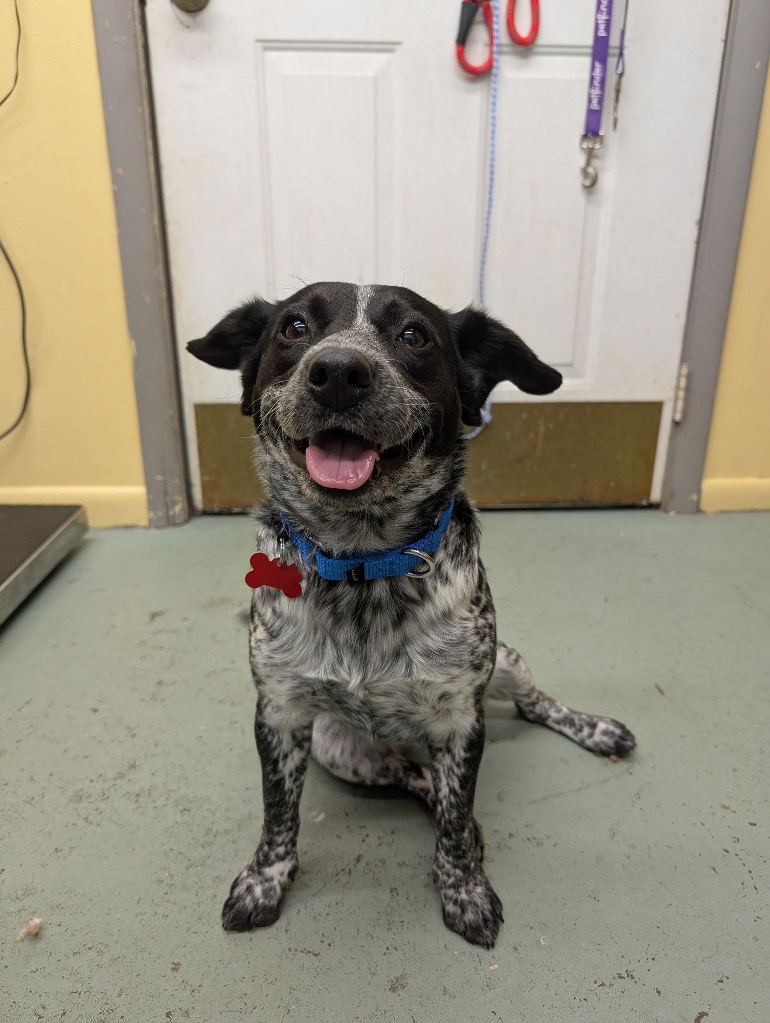 DOTTY - Beagle / Australian Cattle Dog/Blue Heeler available for adoption