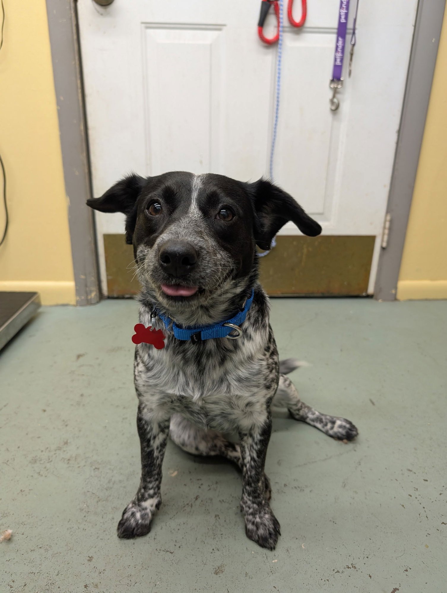 DOTTY - Beagle / Australian Cattle Dog/Blue Heeler available for adoption