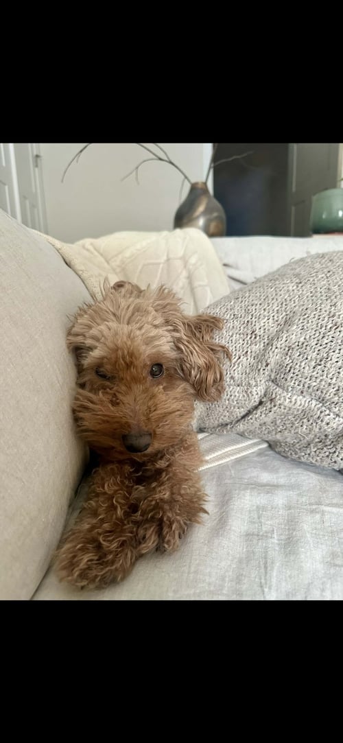 GEPPETTO/PENDING ADOPTION - Poodle (Toy) available for adoption
