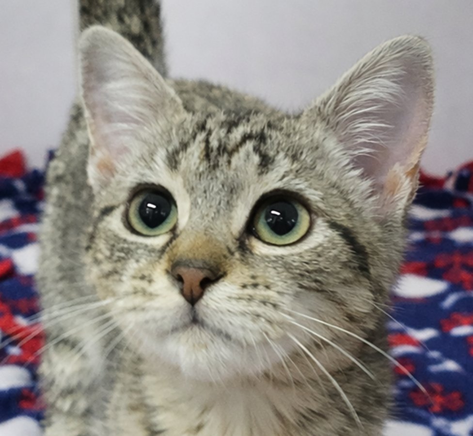 KITTEN JELLY - Domestic Short Hair / Tabby available for adoption