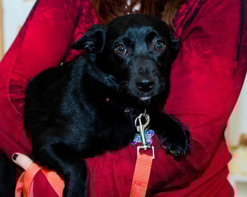 GLORY PUPPY - Border Collie / Chihuahua available for adoption