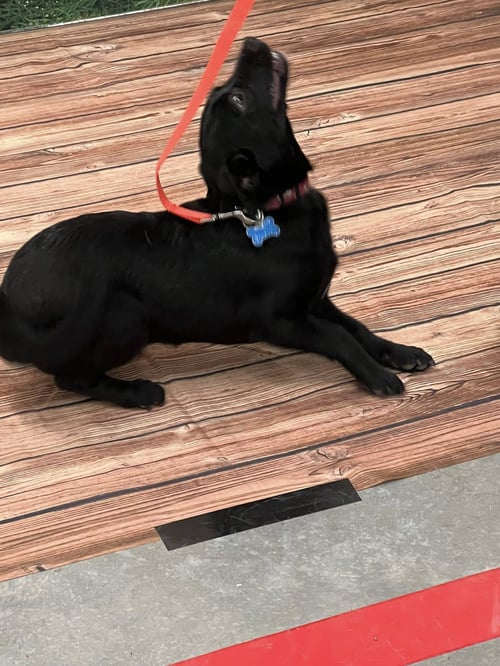 GLORY PUPPY - Border Collie / Chihuahua available for adoption