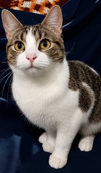 Kitten Stripes - Photo 2