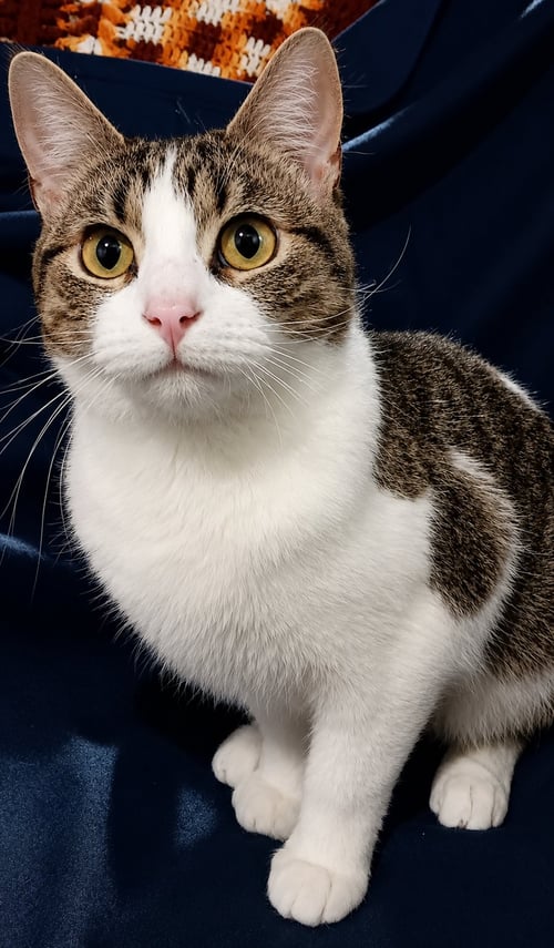 KITTEN STRIPES - Domestic Short Hair / Tabby available for adoption