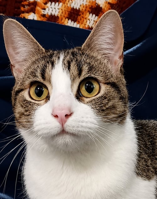 KITTEN STRIPES - Domestic Short Hair / Tabby for adoption in Akron