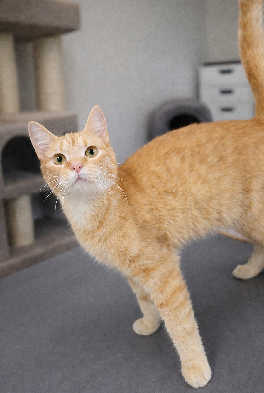 KITTEN APPLE JUICE "AJ" - Domestic Short Hair available for adoption