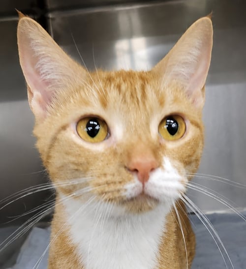 PANTS - Domestic Short Hair available for adoption