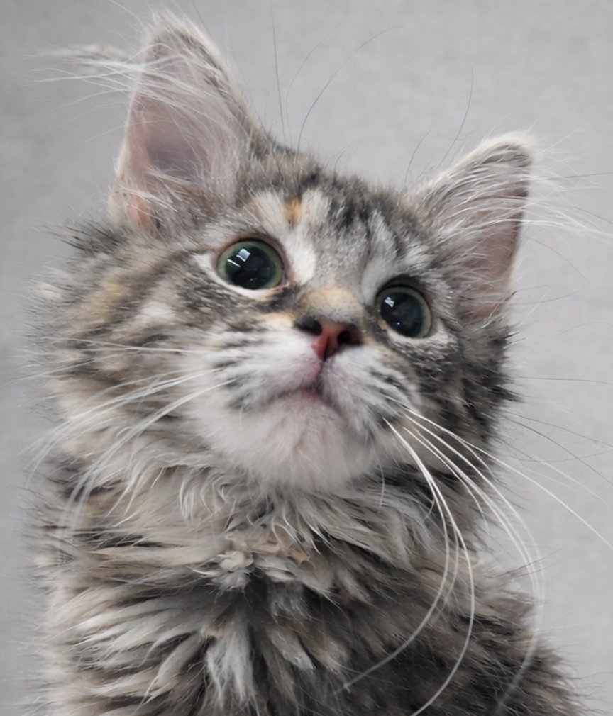KITTEN CHESS PENDING - Domestic Long Hair / Tabby available for adoption
