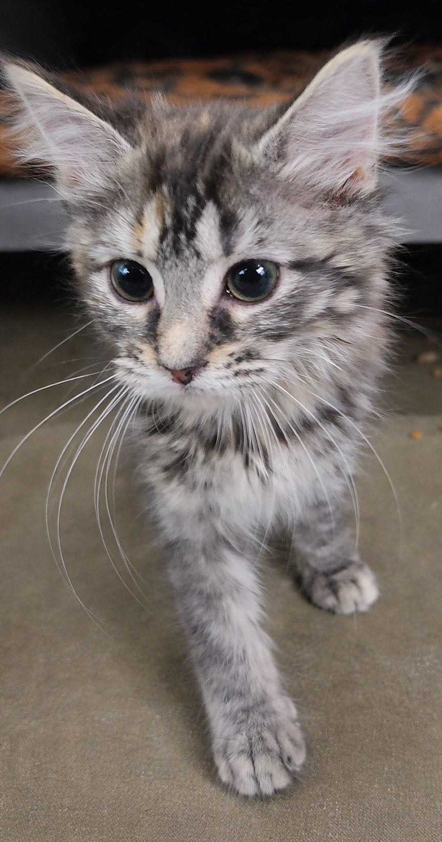 KITTEN CHESS PENDING - Domestic Long Hair / Tabby available for adoption