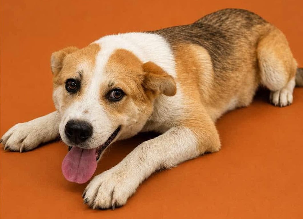 Blake Pup Image