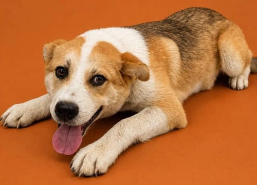 BLAKE PUP - Collie / Shepherd available for adoption