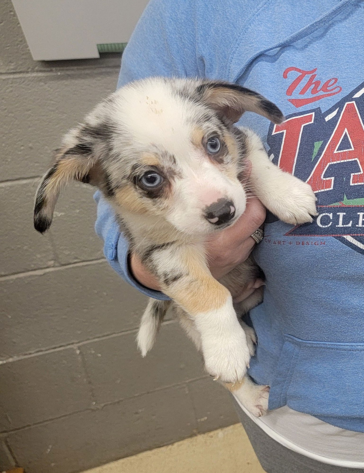 ACE - CORGI MIX PUPPY