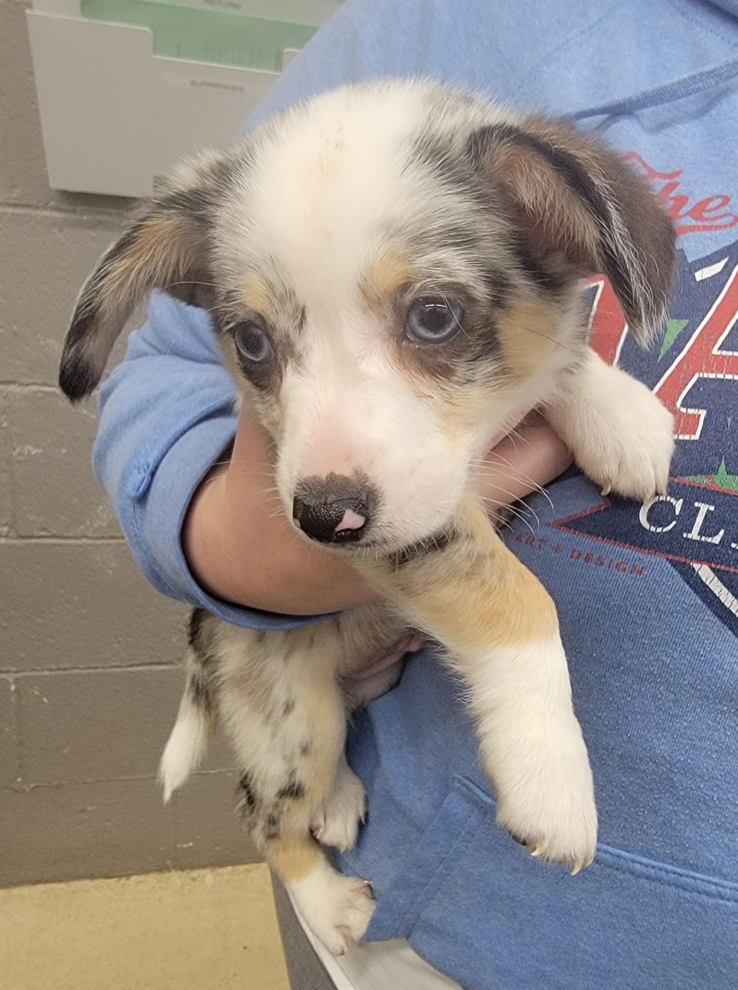ACE - CORGI MIX PUPPY - Corgi available for adoption