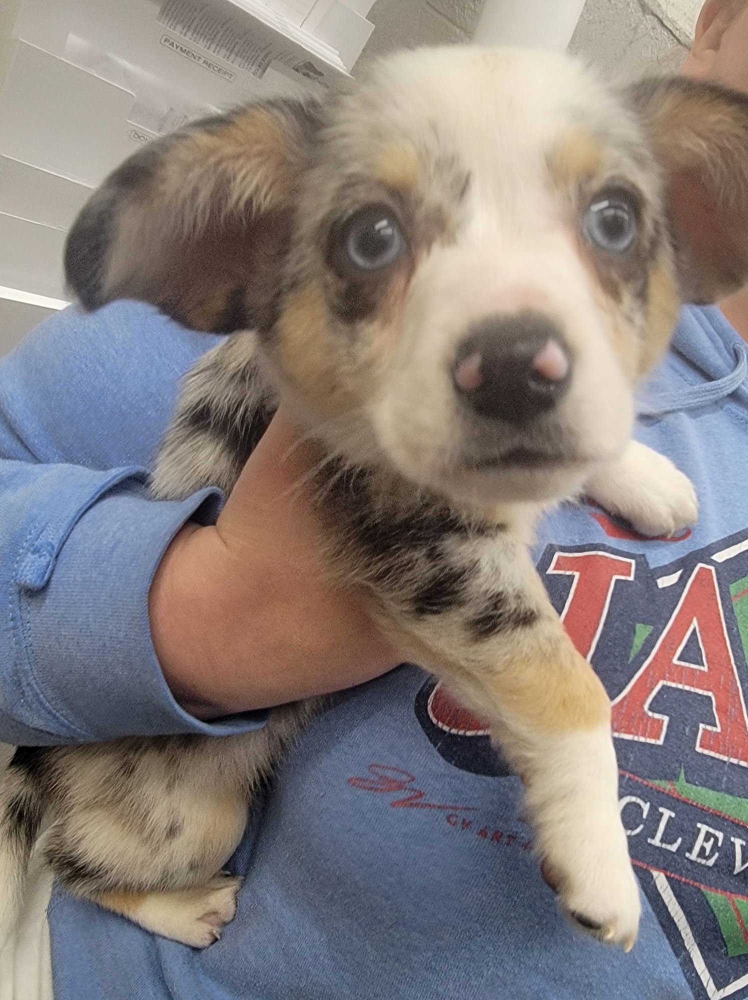 Ace - Corgi Mix Puppy - Photo 3