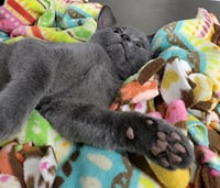 Kitten Highlighter - Photo 4