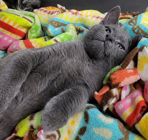 KITTEN HIGHLIGHTER - Domestic Short Hair available for adoption