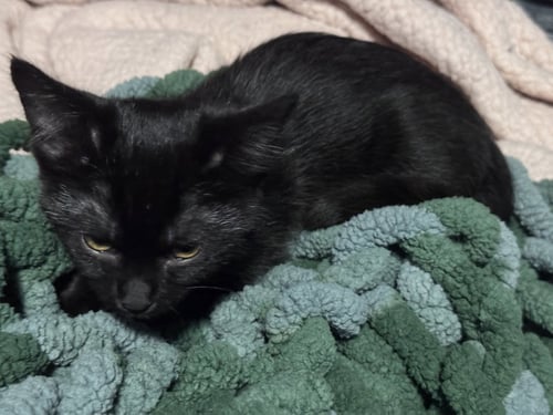 BABY SPICEY - Domestic Short Hair available for adoption